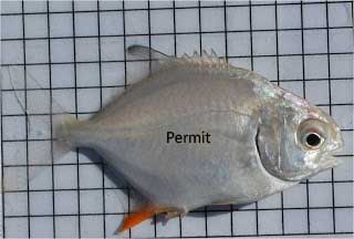 Juvenile Permit