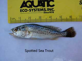 Juvenile sea trout