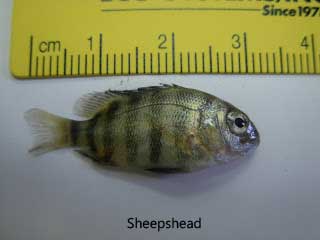 Juvenile sheepshead fish