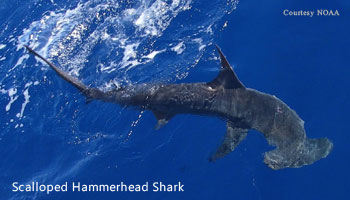 hammerhead shark swimming in the water