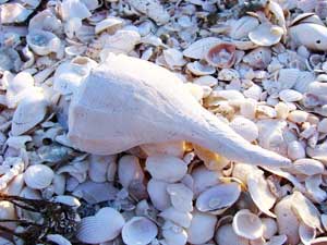 Pile of shells