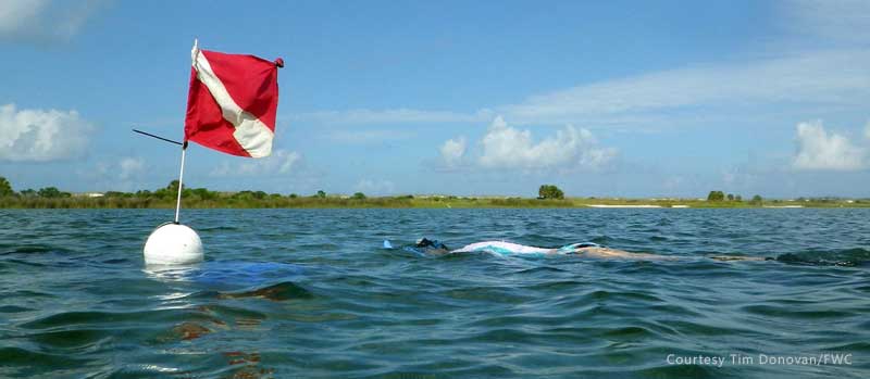 snorkeler scalloping with a dive down flag