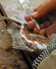 Venting a fish with a needle